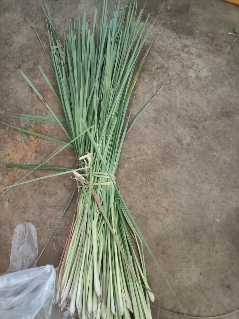 香茅草