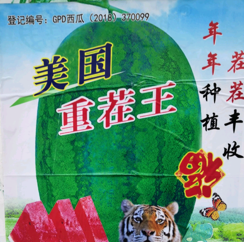 美国重茬王GPD登记品种自然沙甜老西瓜味