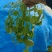 荠荠菜