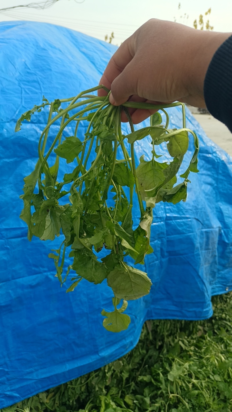 荠荠菜