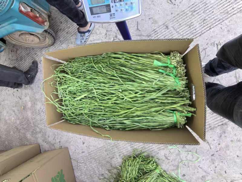 【实力】贡菜云南贡菜口感好价格优实力供应欢迎来电