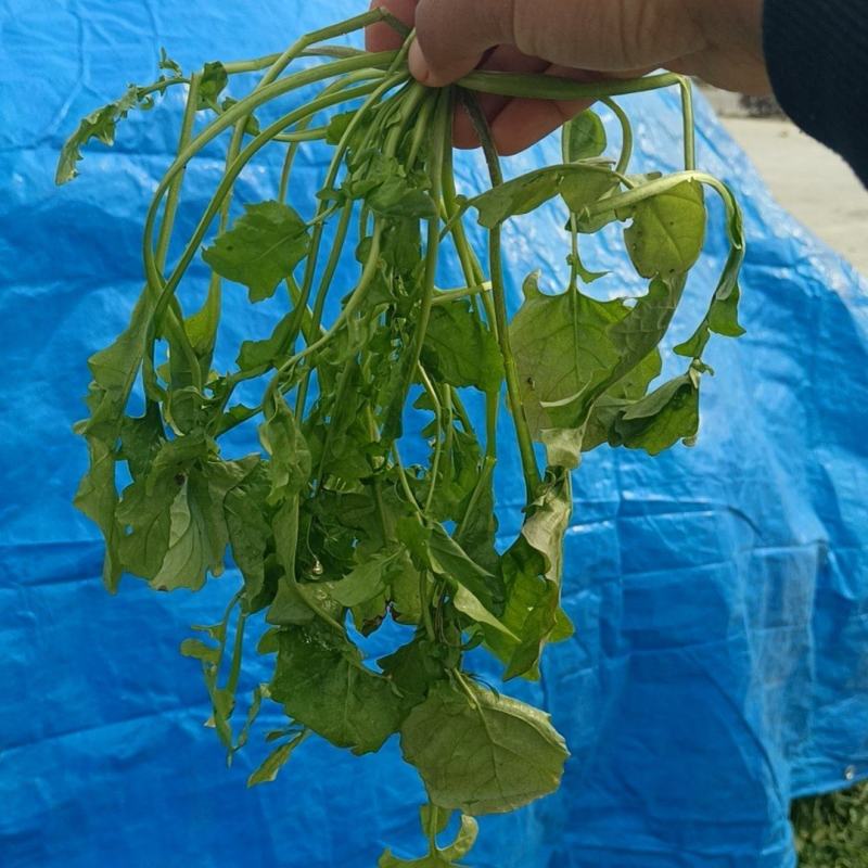 荠荠菜