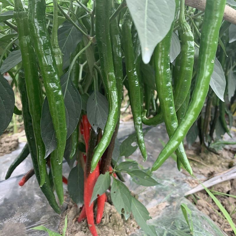 农望辛香长线椒种籽香辣皮薄高产春秋播种杭椒种籽大田基地