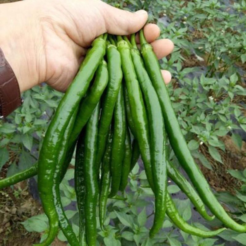 农望辛香长线椒种籽香辣皮薄高产春秋播种杭椒种籽大田基地