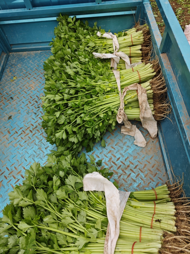 专业蔬菜代办