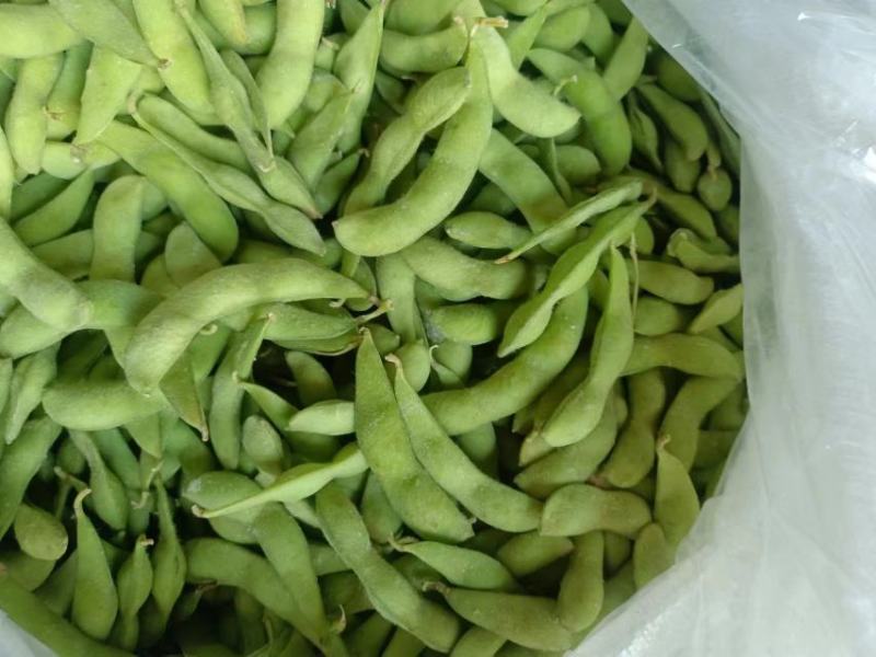 本蔬菜合作社，自产自销常年销，量大从优春毛豆粒，春毛豆角