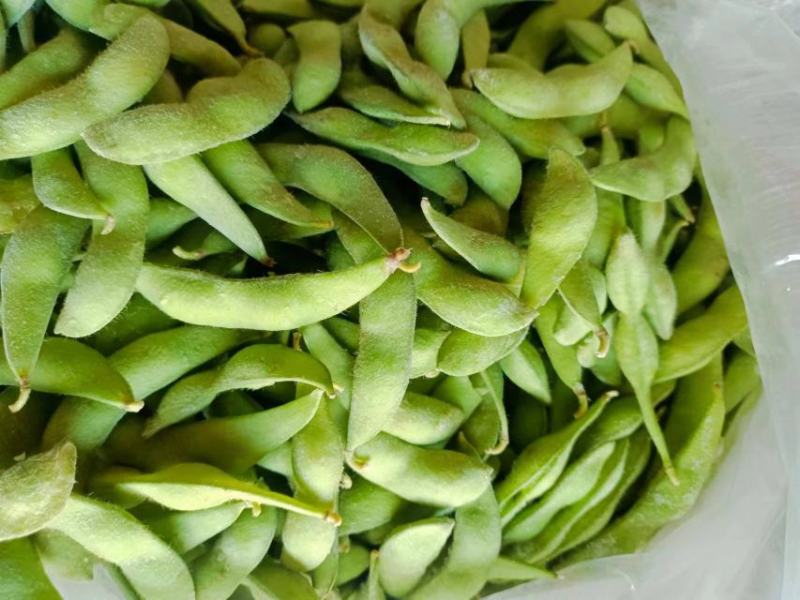 本蔬菜合作社，自产自销常年销，量大从优春毛豆粒，春毛豆角
