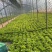 长期供应精品意大利生菜基地货源货量充足