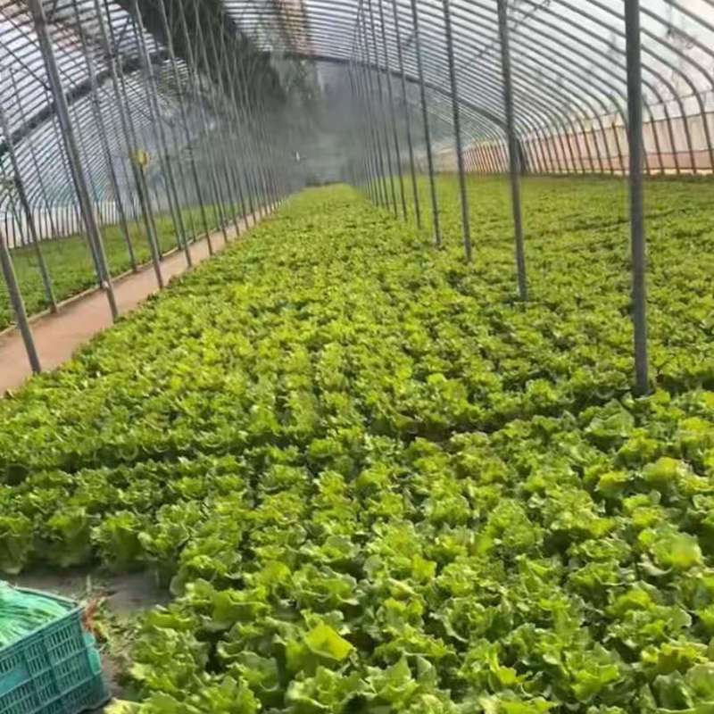 长期供应精品意大利生菜基地货源货量充足