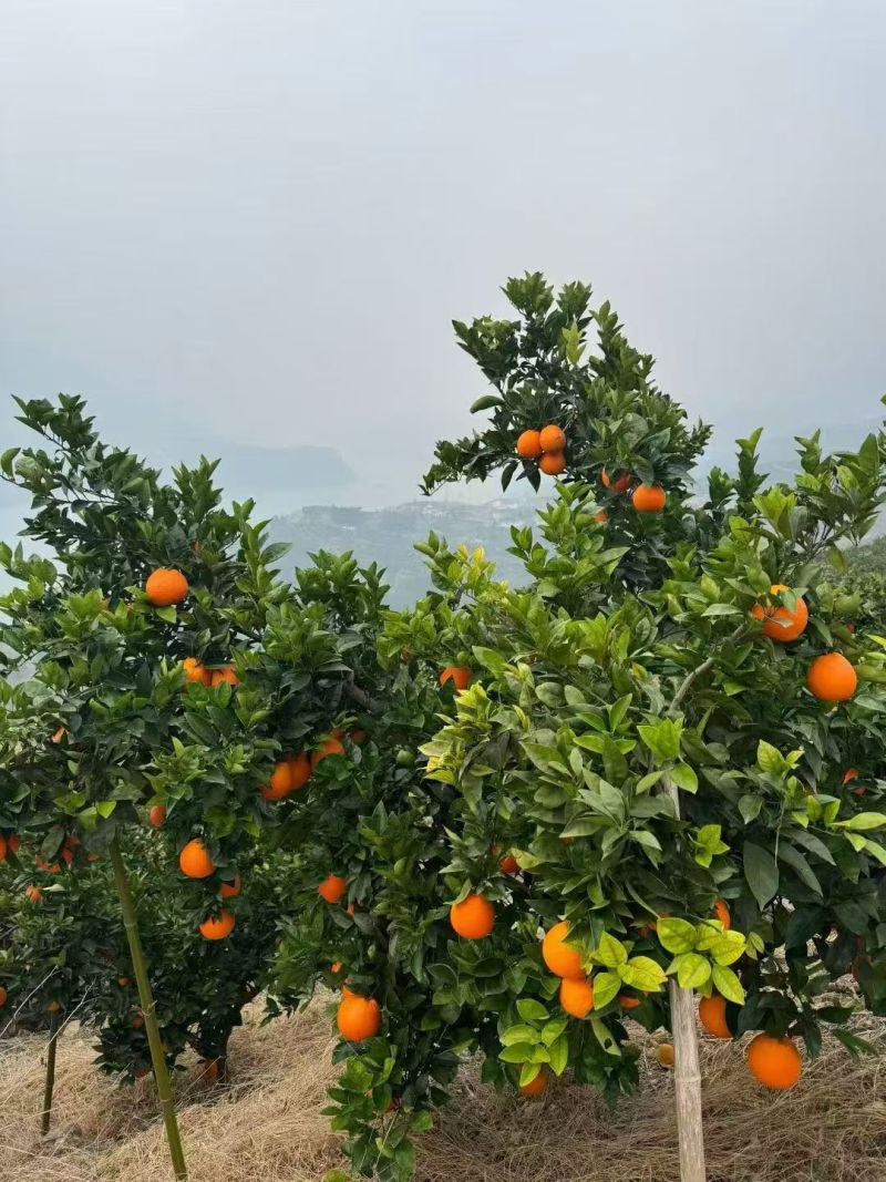 巫山纽荷尔脐橙