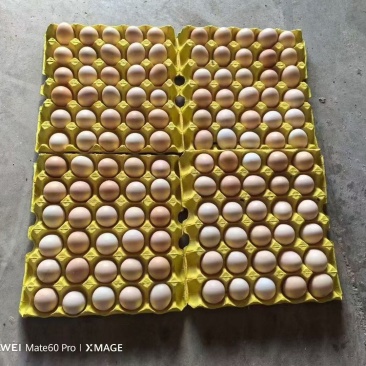 33.35单色双色精品粉蛋，量大