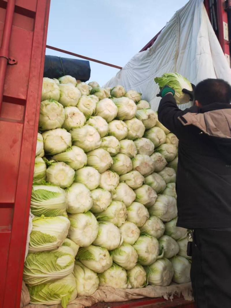 河南白菜大量现货对接市场档口商超品质保证诚信经营欢迎选购