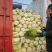 河南白菜大量现货对接市场档口商超品质保证诚信经营欢迎选购