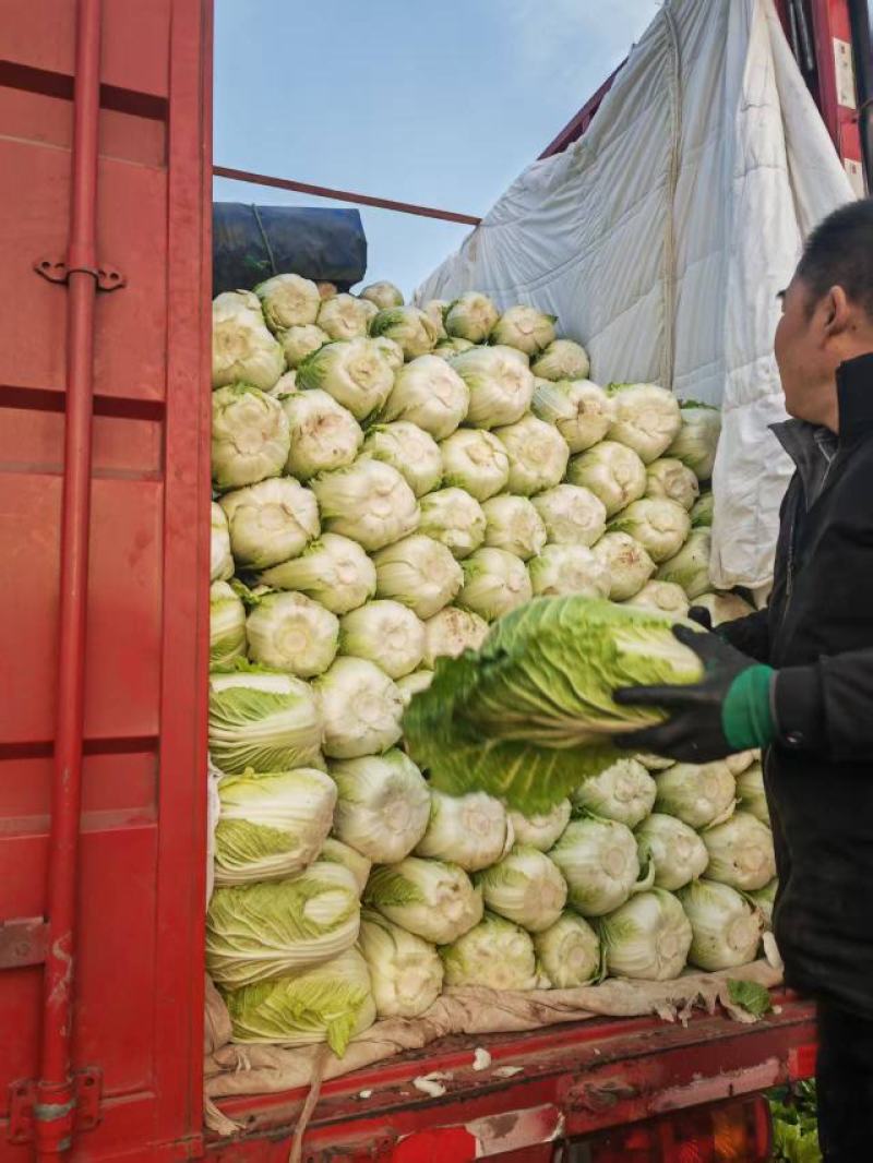 河南白菜大量现货对接市场档口商超品质保证诚信经营欢迎选购
