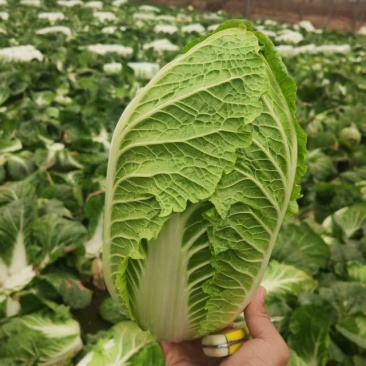 河南白菜大量现货对接市场档口商超品质保证诚信经营欢迎选购