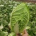 河南白菜大量现货对接市场档口商超品质保证诚信经营欢迎选购