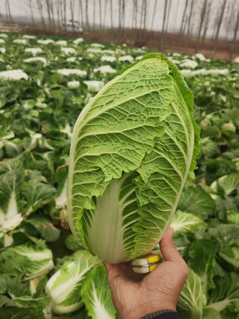 河南白菜大量现货对接市场档口商超品质保证诚信经营欢迎选购
