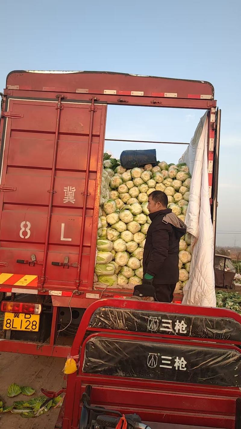 河南白菜大量现货对接市场档口商超品质保证诚信经营欢迎选购
