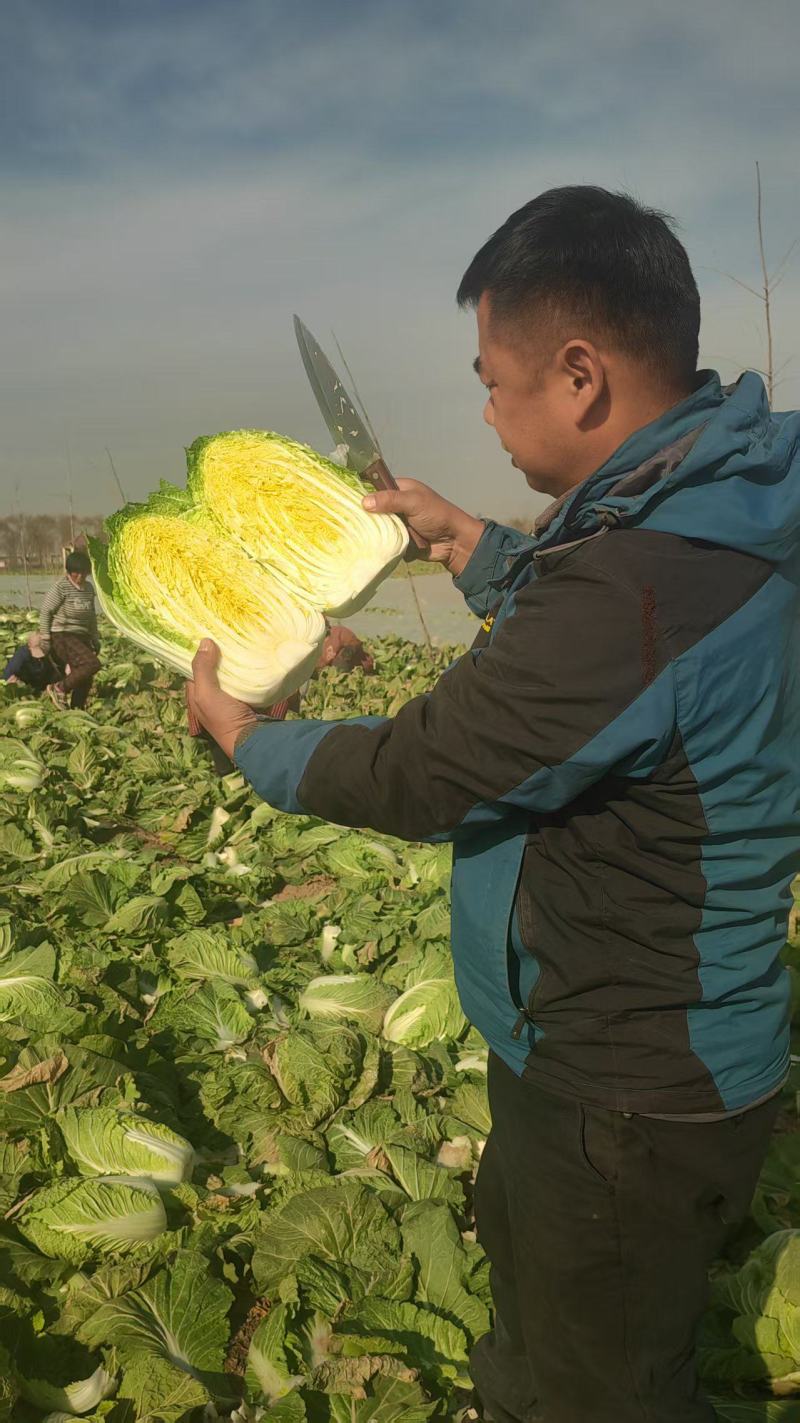 河南白菜大量现货对接市场档口商超品质保证诚信经营欢迎选购