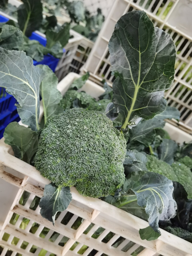 精品西兰花
