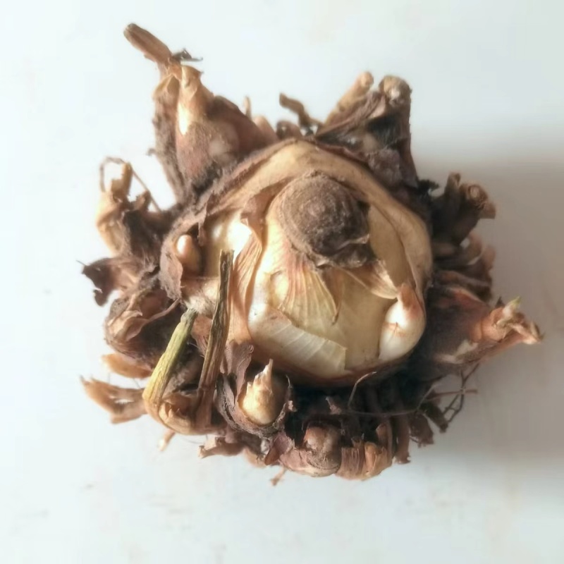 晚香玉夜来香种球