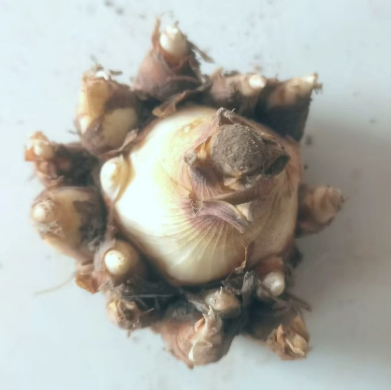 晚香玉夜来香种球