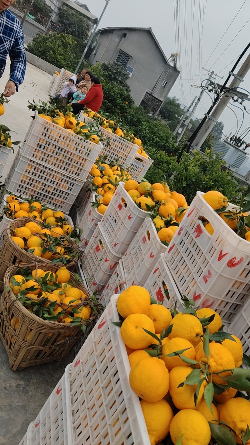 精品不知火丑橘全国供应随时可聊