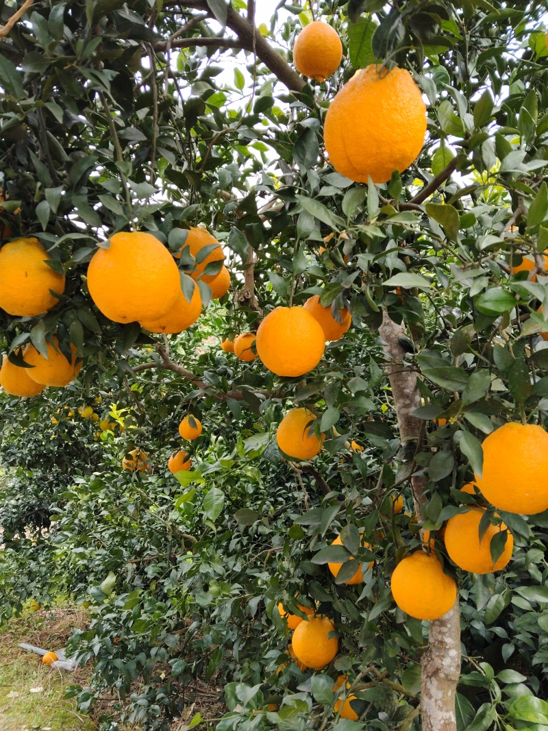 精品不知火丑橘全国供应随时可聊
