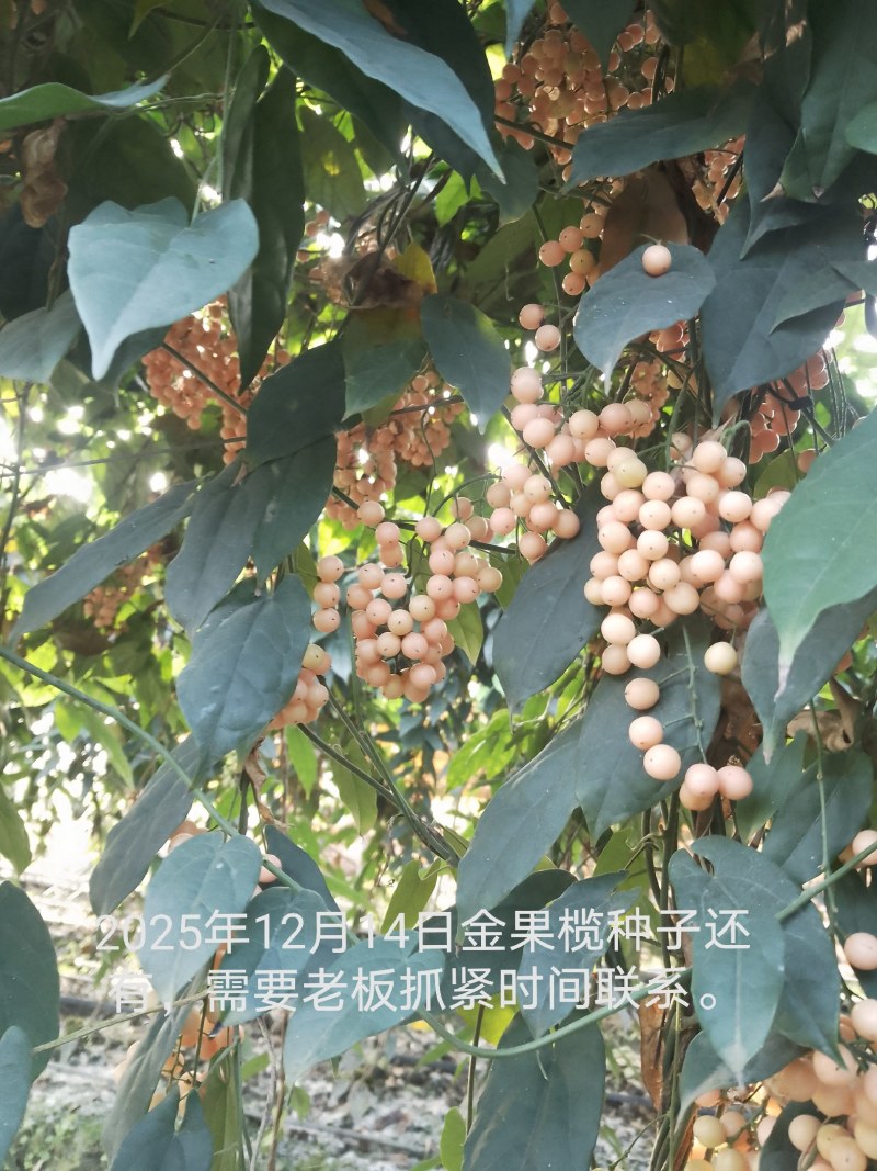 金果兰种子