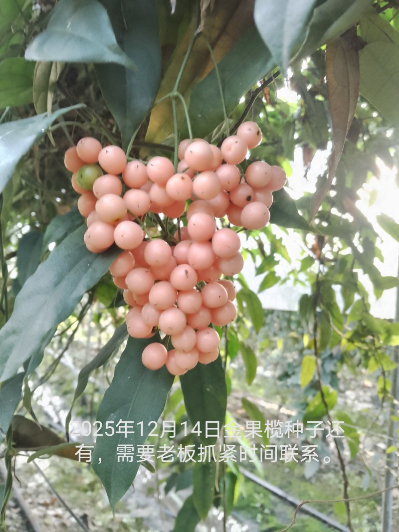 金果兰种子