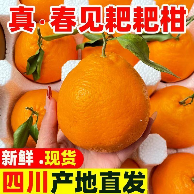 四川耙耙柑眉山耙耙柑，四川眉山春见耙耙柑产地直供大量有货