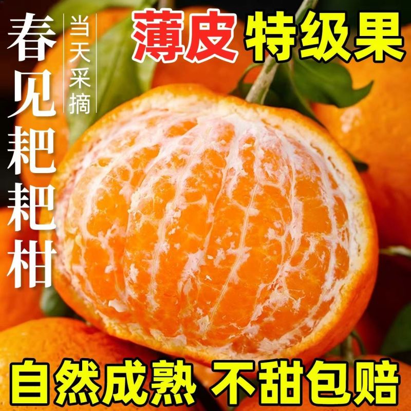 四川耙耙柑眉山耙耙柑，四川眉山春见耙耙柑产地直供大量有货