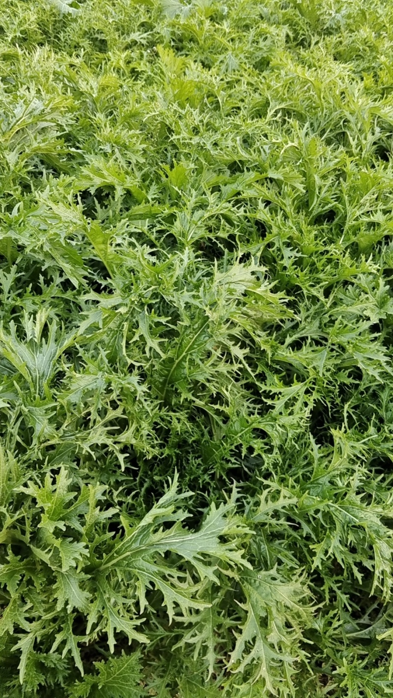 雪里红加工厂货，腊菜产地直发，大吨位供应加工厂