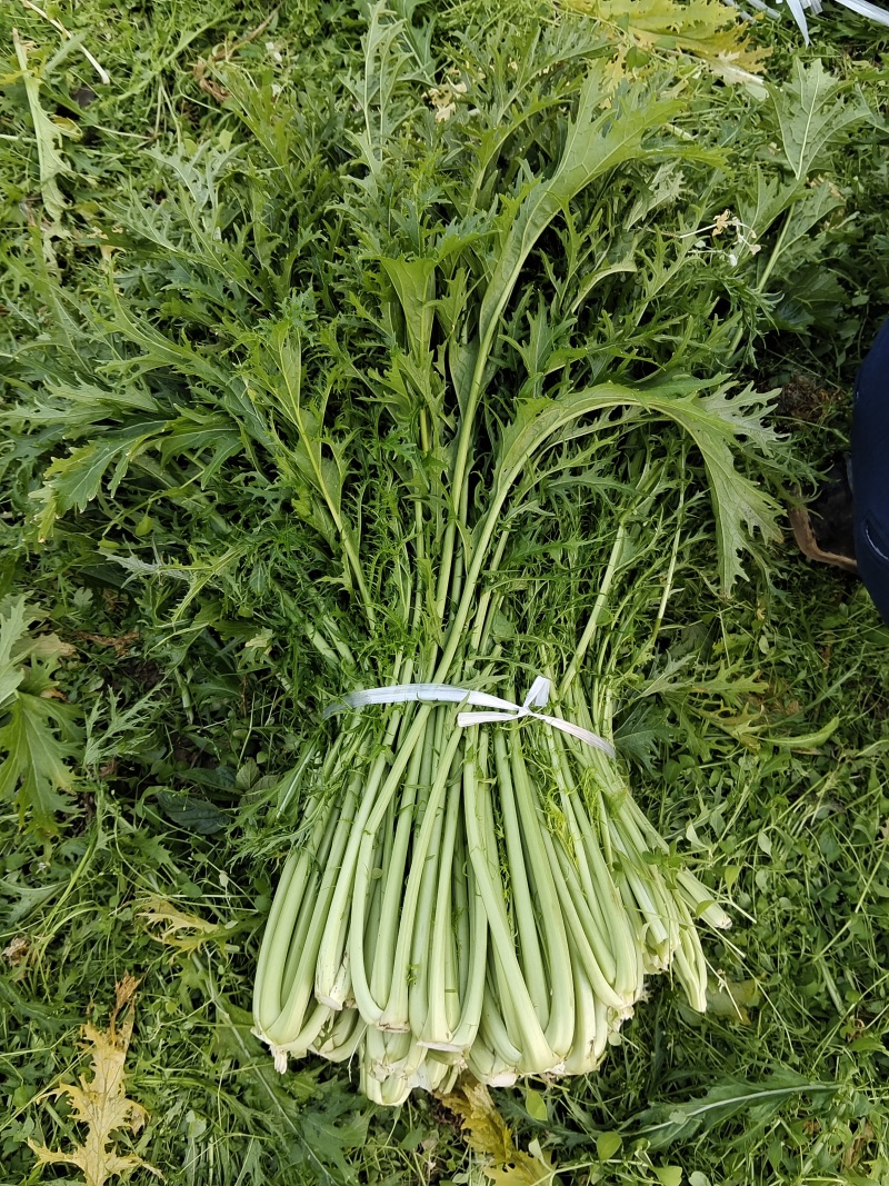 雪里红加工厂货，腊菜产地直发，大吨位供应加工厂