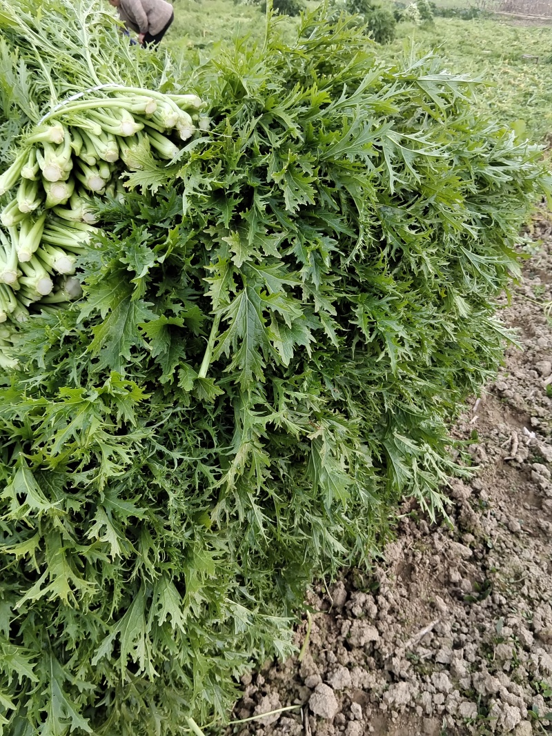 雪里红加工厂货，腊菜产地直发，大吨位供应加工厂