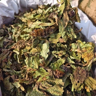 独一味叶中药材独一味叶新鲜干货***独一味叶子