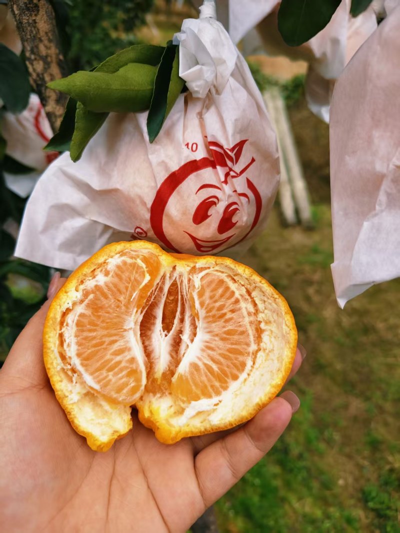 《万人合作商》耙耙柑产地供货一手货源充足虽然叫丑橘甜度高