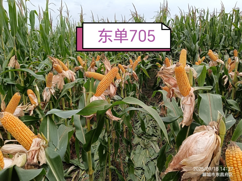 705玉米种子高抗高产新品种，吨粮不是梦。