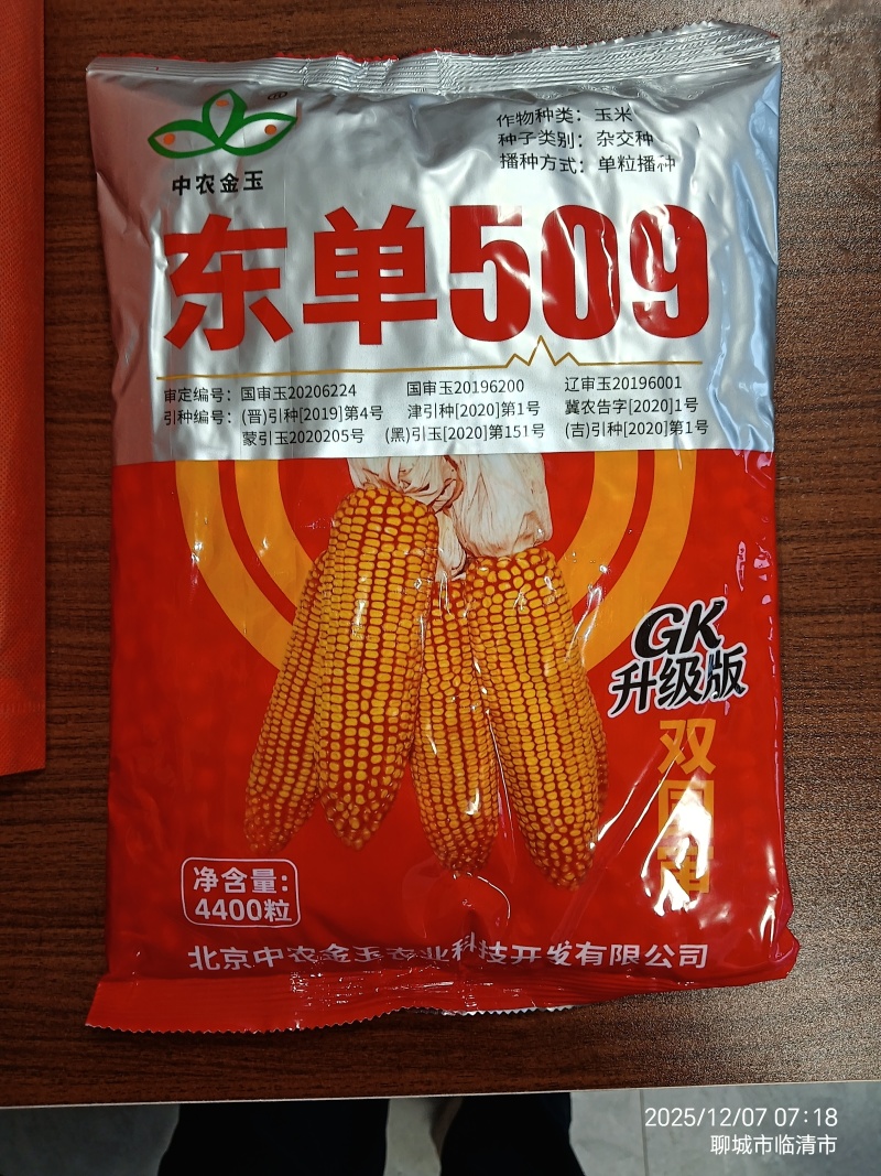 东单509，高抗高产双国审玉米种，棒大粒深，适应能力强