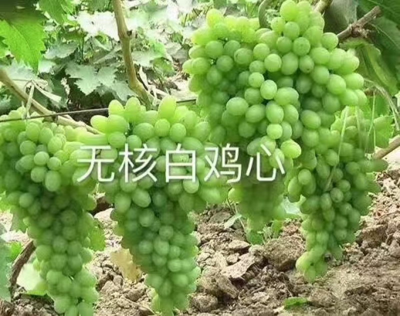白鸡心葡萄苗果肉硬脆无籽、口感清爽、丰产耐运输