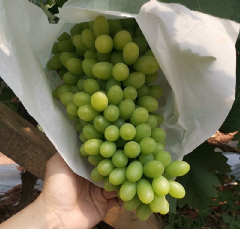 白鸡心葡萄苗果肉硬脆无籽、口感清爽、丰产耐运输