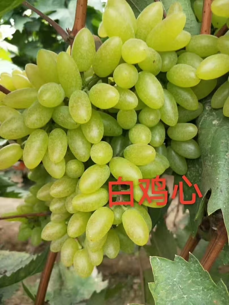 白鸡心葡萄苗果肉硬脆无籽、口感清爽、丰产耐运输