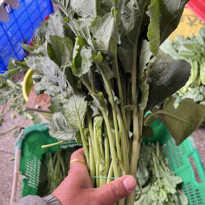 板兰根青菜
