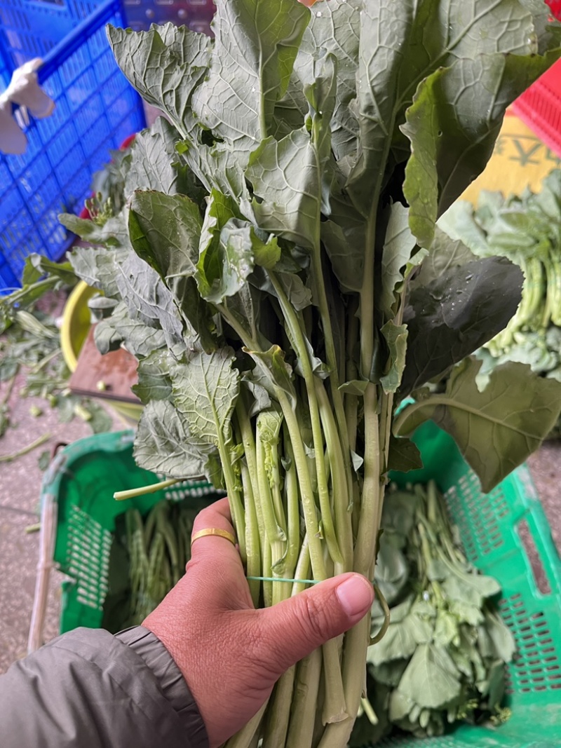 板兰根青菜