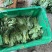 板兰根青菜