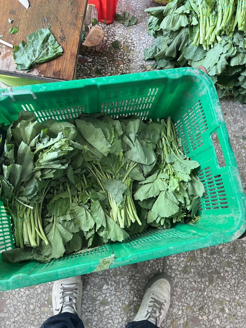 板兰根青菜