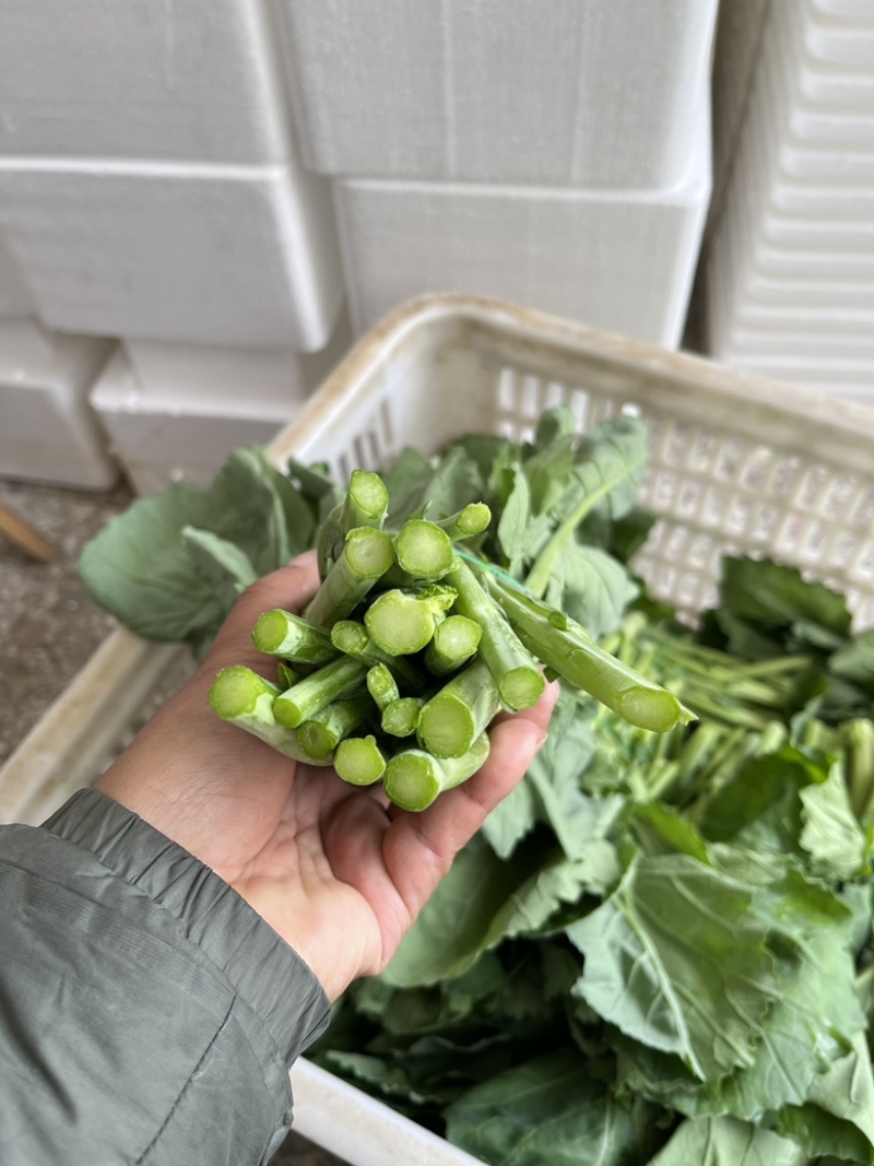 板兰根青菜