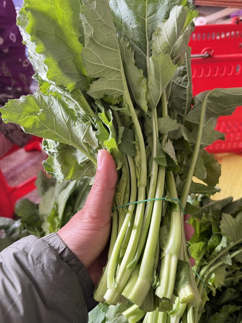 板兰根青菜