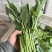 板兰根青菜