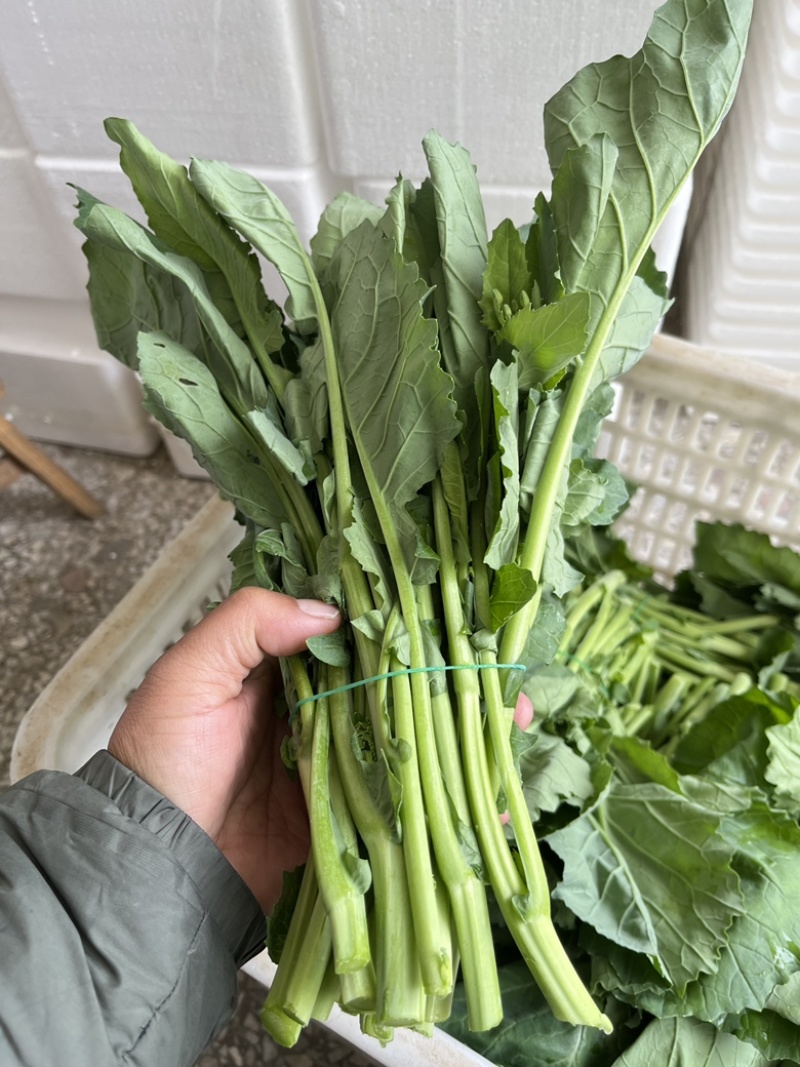 板兰根青菜